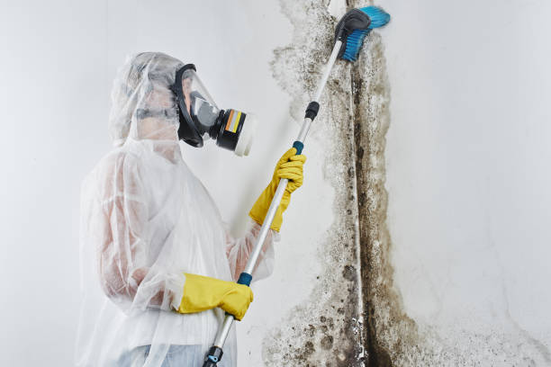 Best Toxic Mold Removal  in Sissonville, WV