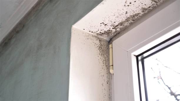 Best Mold Cleaning Services  in Sissonville, WV