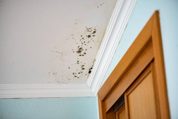 Best Certified Mold Removal  in Sissonville, WV