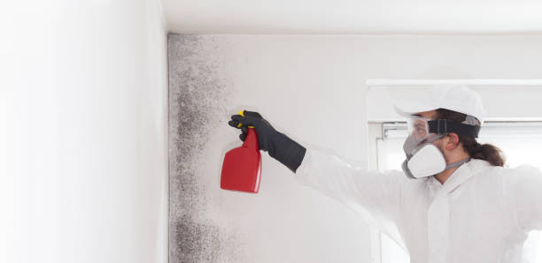 Trusted Sissonville, WV Mold Removal Experts