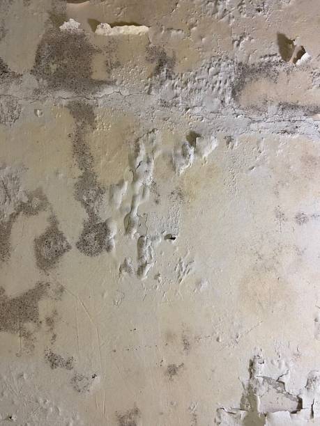 Best Affordable Mold Removal  in Sissonville, WV