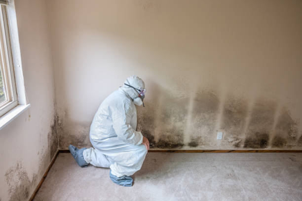 Best Mold Inspection  in Sissonville, WV