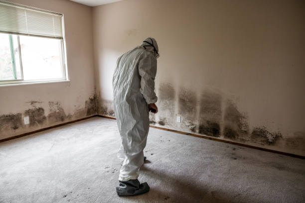 Reliable Sissonville, WV Mold Removal Solutions