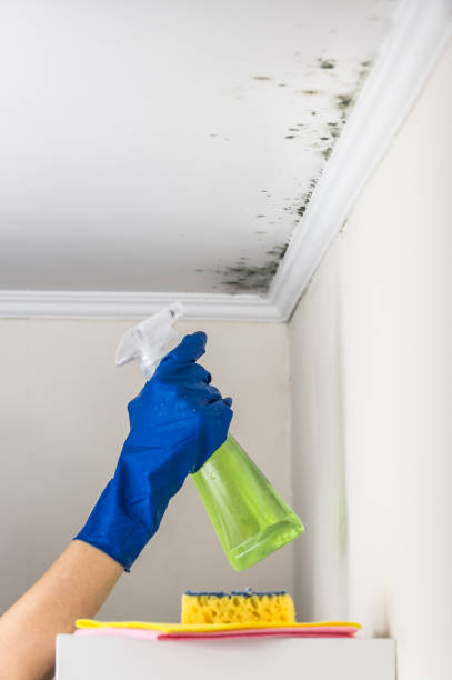 Best Local Mold Removal Service  in Sissonville, WV